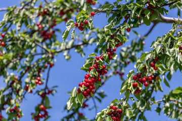 The branch of the cherry tree abounds in ripe fruit.