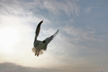 Seagulls in flight, Tybee Island, Georgia, USA