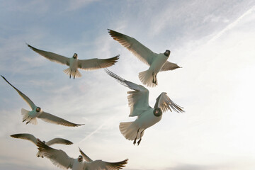 Seagulls in flight, Tybee Island, Georgia, USA