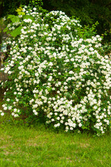 Fototapeta na wymiar A shrub blooming with white flowers
