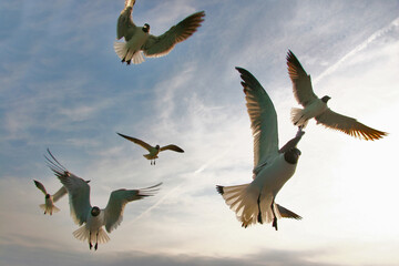 Seagulls in flight, Tybee Island, Georgia, USA