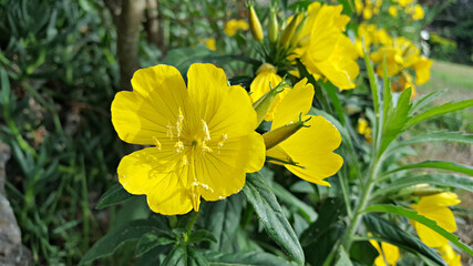 한국 제주도 노랑 달맞이꽃