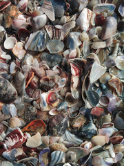 Clutter of different seashells in reds blues and grey on the sea shore