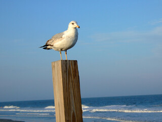Seagull on Wood Piling