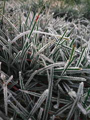 Clutter of different seashells in reds blues and grey on the sea shore