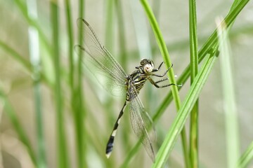dragonfly on green leaf