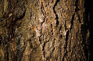 The photo shows detail of bark of cherry tree.