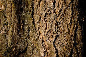 The photo shows detail of bark of cherry tree.