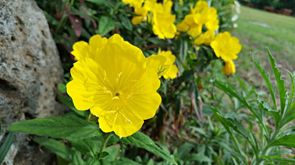 한국 제주도 노랑 달맞이꽃