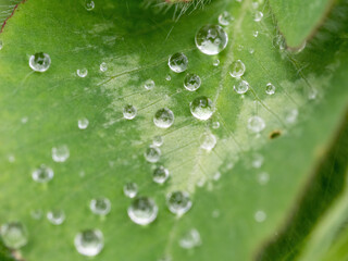 closeup of raindrops on clover