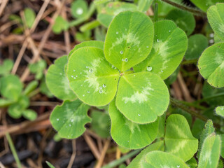 clover with raindrops