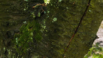 Close up green moss and mold on a tree bark after rain