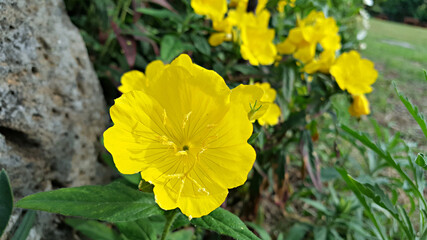 한국 제주도 노랑 달맞이꽃