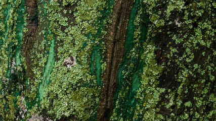 Maple tree bark with green and turquoise moss and mold