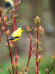 american goldfinch on red-twig dogwood