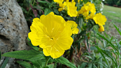 한국 제주도 노랑 달맞이꽃