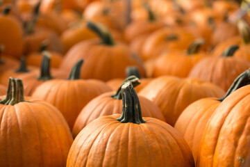 close up of pumpkins