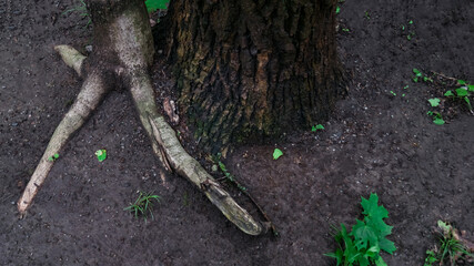 Two different trees, entwined with each other in greenwood