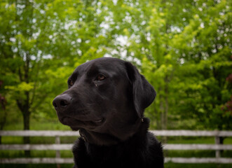 Black Labrador