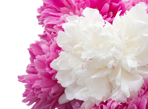 รูปภาพPeoni เลือกดูภาพถ่ายสต็อก เวกเตอร์ และวิดีโอ216 Adobe Stock