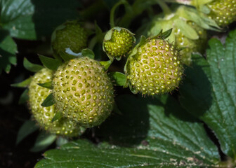 Green unripe strawberry on plant - 355288053