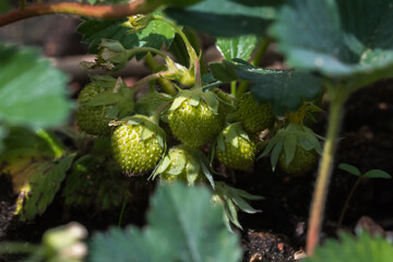 green unripe strawberry with leaves and dirt visible - 355288065