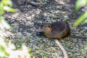 Nutria on banks of the canal. Wild nutria in Germany