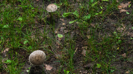 Macrolepiota procera white mushroom in the forest. Green grass