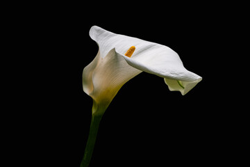 White Calla Lilly flower isolated on black background. Copy space.