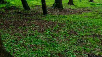Green grass and leaves on the ground in greenwood with oak and maple trees