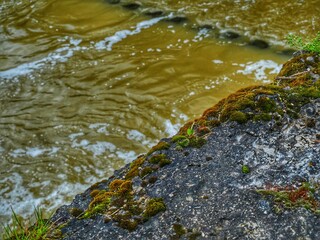 stream in the forest