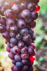 Vineyards at sunset during autumn harvest season. Close up of Ripe grapes in fall in Alsace, France