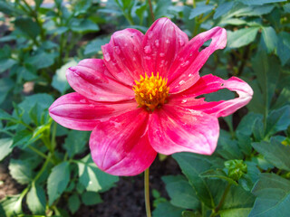 Pink Lily flower with rain droplets against green background. Beautiful rosy bright pixie in calm light. Photo taken in Poland during cloudy day, shortly after rain. Hole in petal.