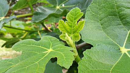 한국 제주도 무화과나무 무화과잎