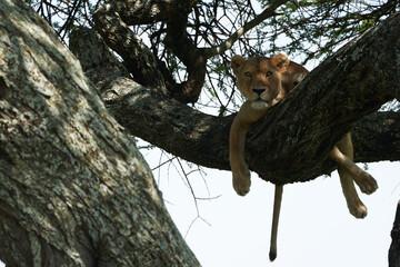 Lioness on a tree Tree climbing