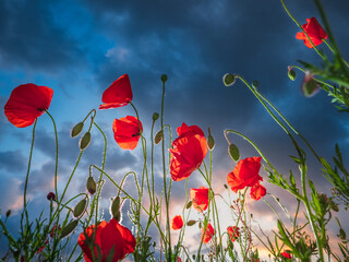 low point view to red poppies in sunset with clouds in the sky