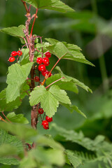 Bright red currant berry vine bush 