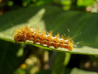 Brown caterpillar, larvae of Knot Grass Moth. Insect Acronicta Rumicis caterpillar on green leaf. Close-up photo. Photo taken in garden in central Poland. Sunlight, vivid colors.