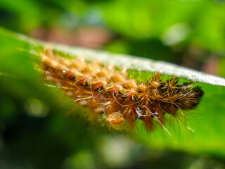 Brown caterpillar, larvae of Knot Grass Moth. Insect Acronicta Rumicis caterpillar on green leaf. Close-up photo. Photo taken in garden in central Poland. Sunlight, vivid colors.