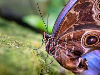 colorful butterfly on green leeves
