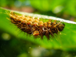 Brown caterpillar, larvae of Knot Grass Moth. Insect Acronicta Rumicis caterpillar on green leaf. Close-up photo. Photo taken in garden in central Poland. Sunlight, vivid colors.
