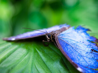 colorful butterfly on green leeves