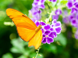 Orange butterfly of purple flowers with green background