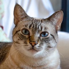 Fototapeta na wymiar close up on gray tabby cat face looking to camera with blue eyes