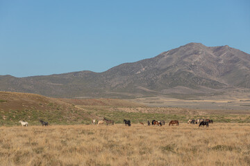 Fototapeta na wymiar Herd of Wild Horses in Spring in the Utah Desert