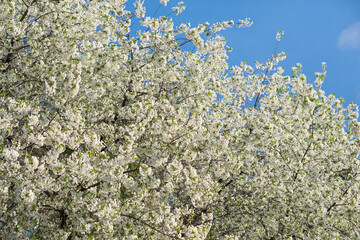 Blossoming cherry tree in spring against the blue sky