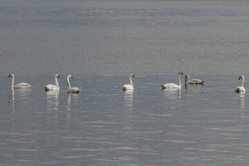 Wild swans on the river