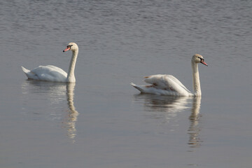 Wild swans on the river