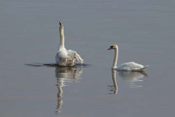 Wild swans on the river