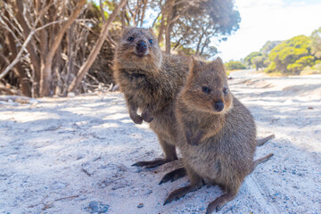 Quokka living at Rottnest island near Perth, Australia © dudlajzov